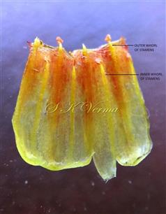  Corolla tube with 8 stamens in 2 whorls
